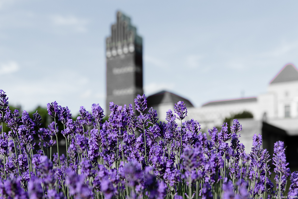 Lavendel auf der Mathildenhöhe