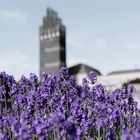 Lavendel auf der Mathildenhöhe