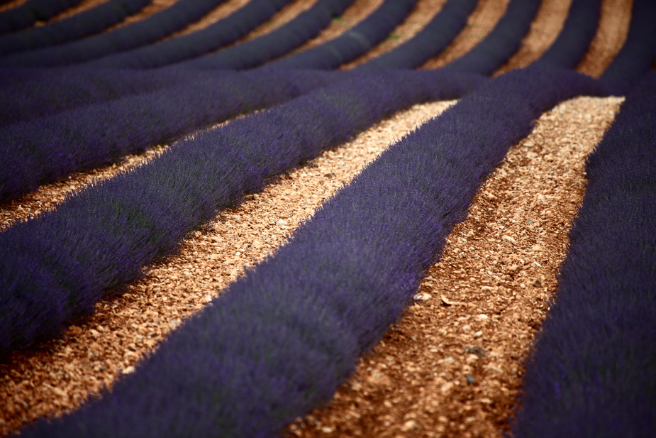 Lavendel auf der Terrasse...