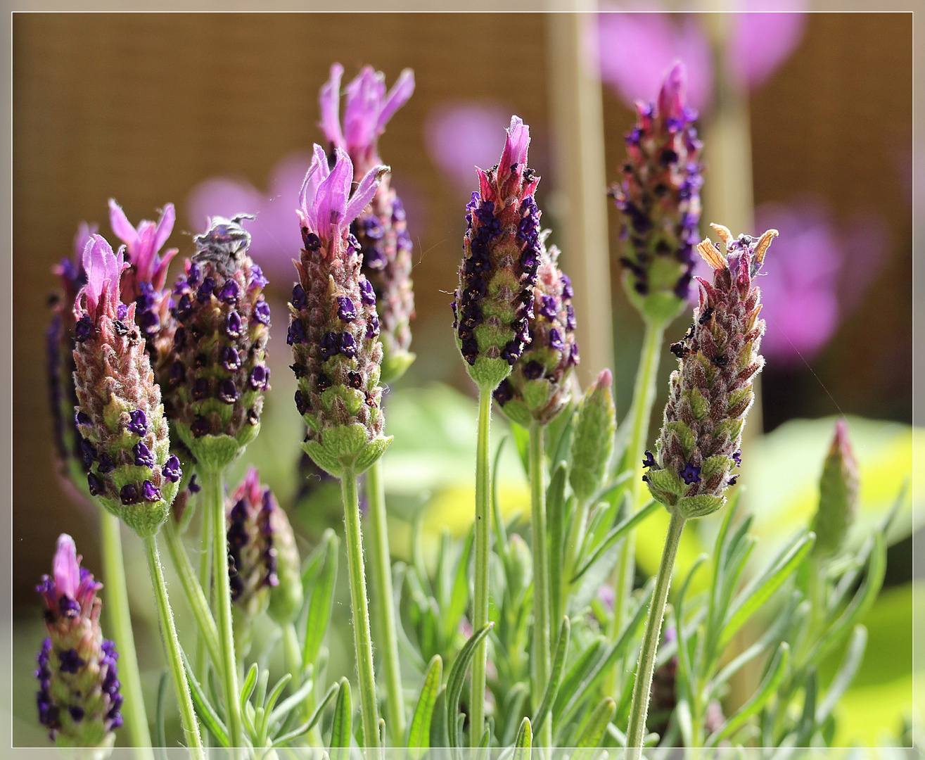 Lavendel auf meinem Balkon