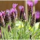 Lavendel auf meinem Balkon