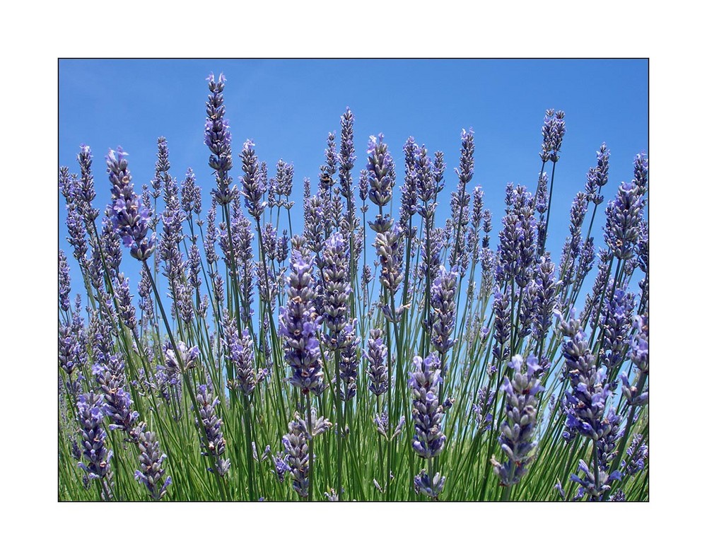 Lavendel auf Zeeland