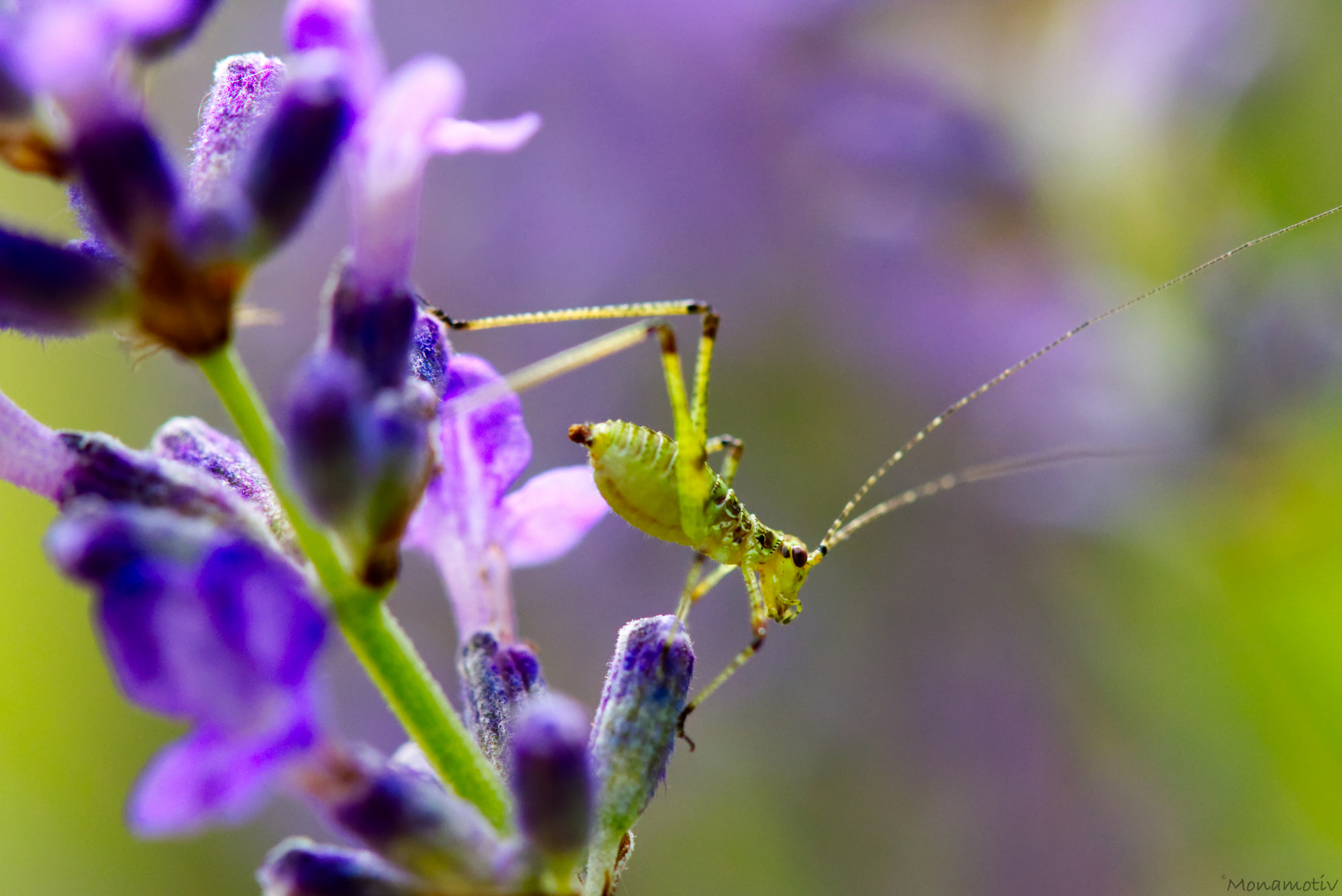 Lavendel