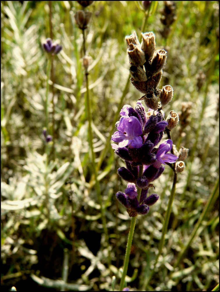 Lavendel