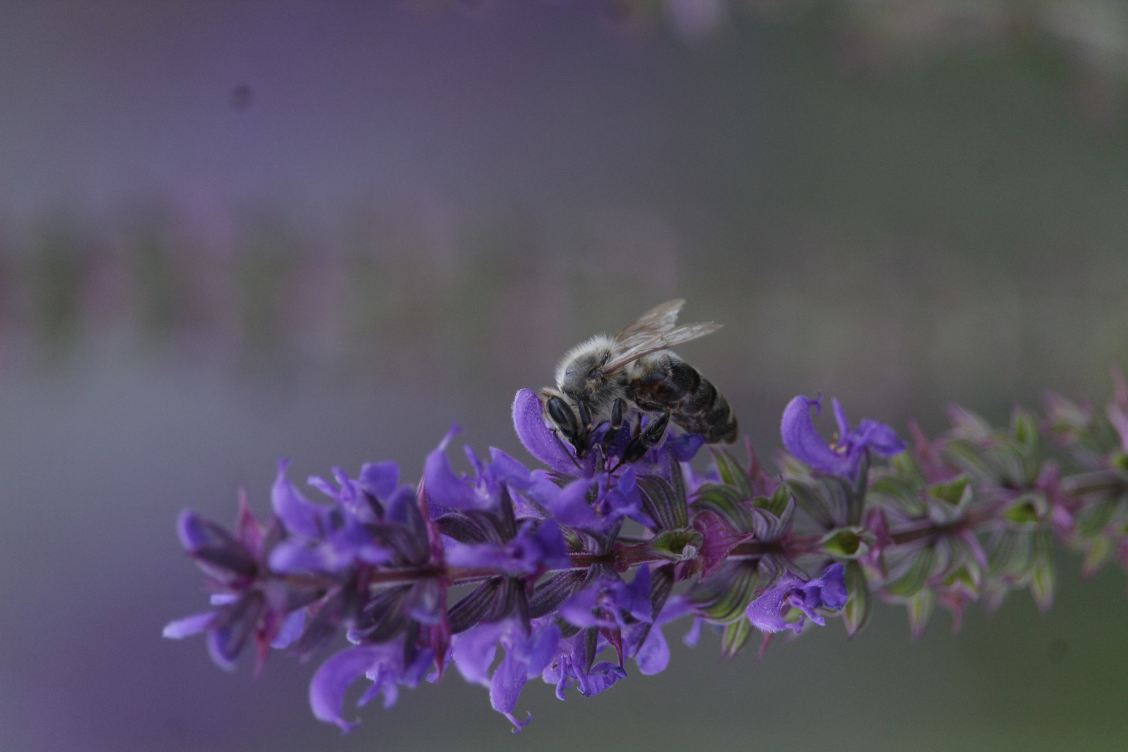 Lavendel