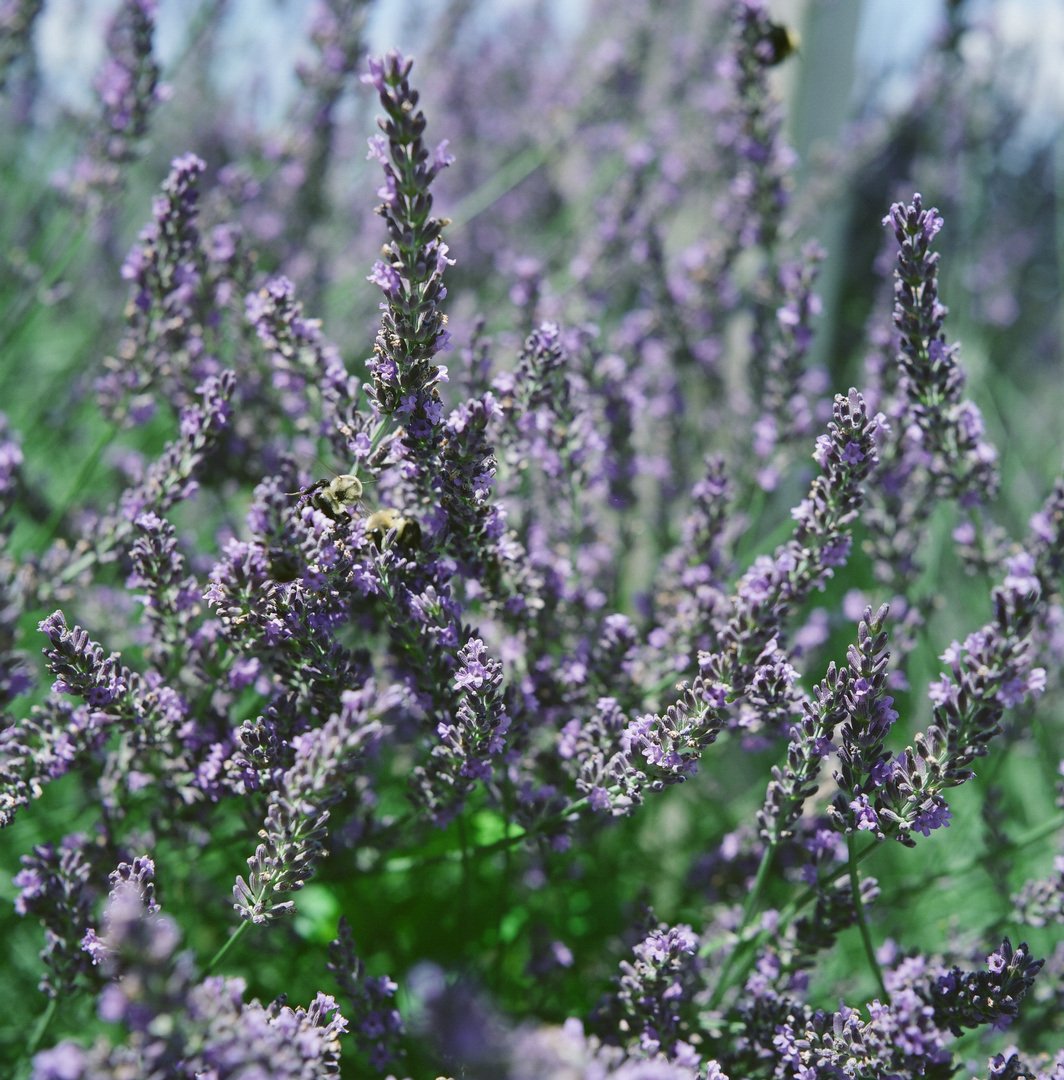 Lavendel