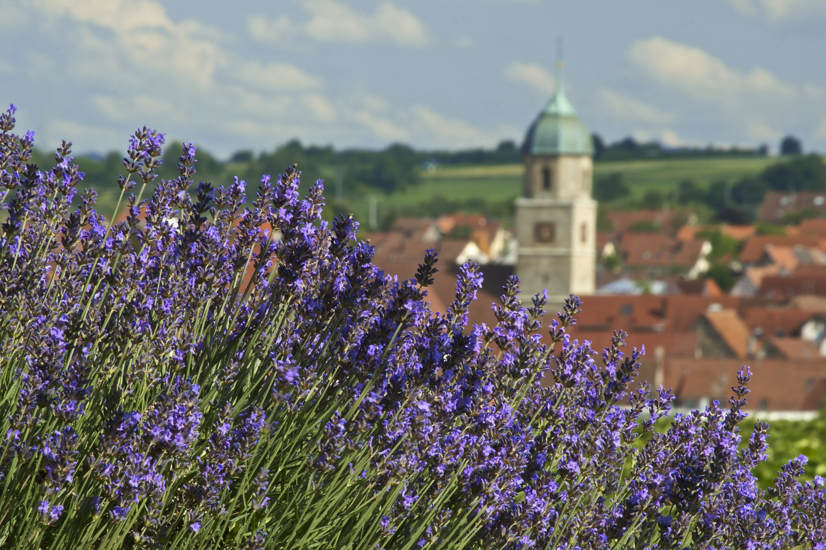 Lavendel