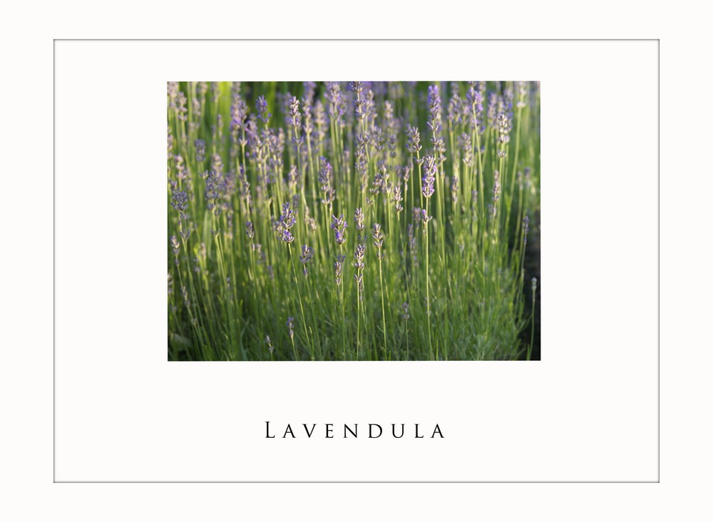 Lavendel