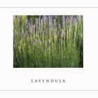 Lavendel