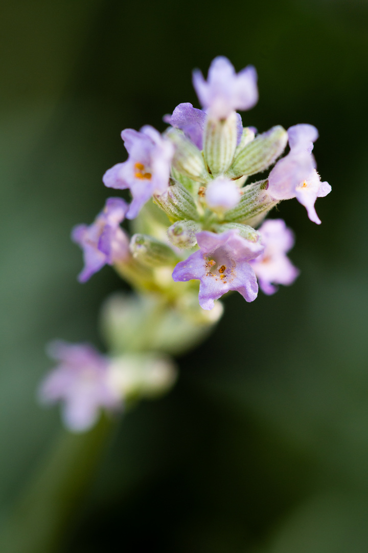 Lavendel