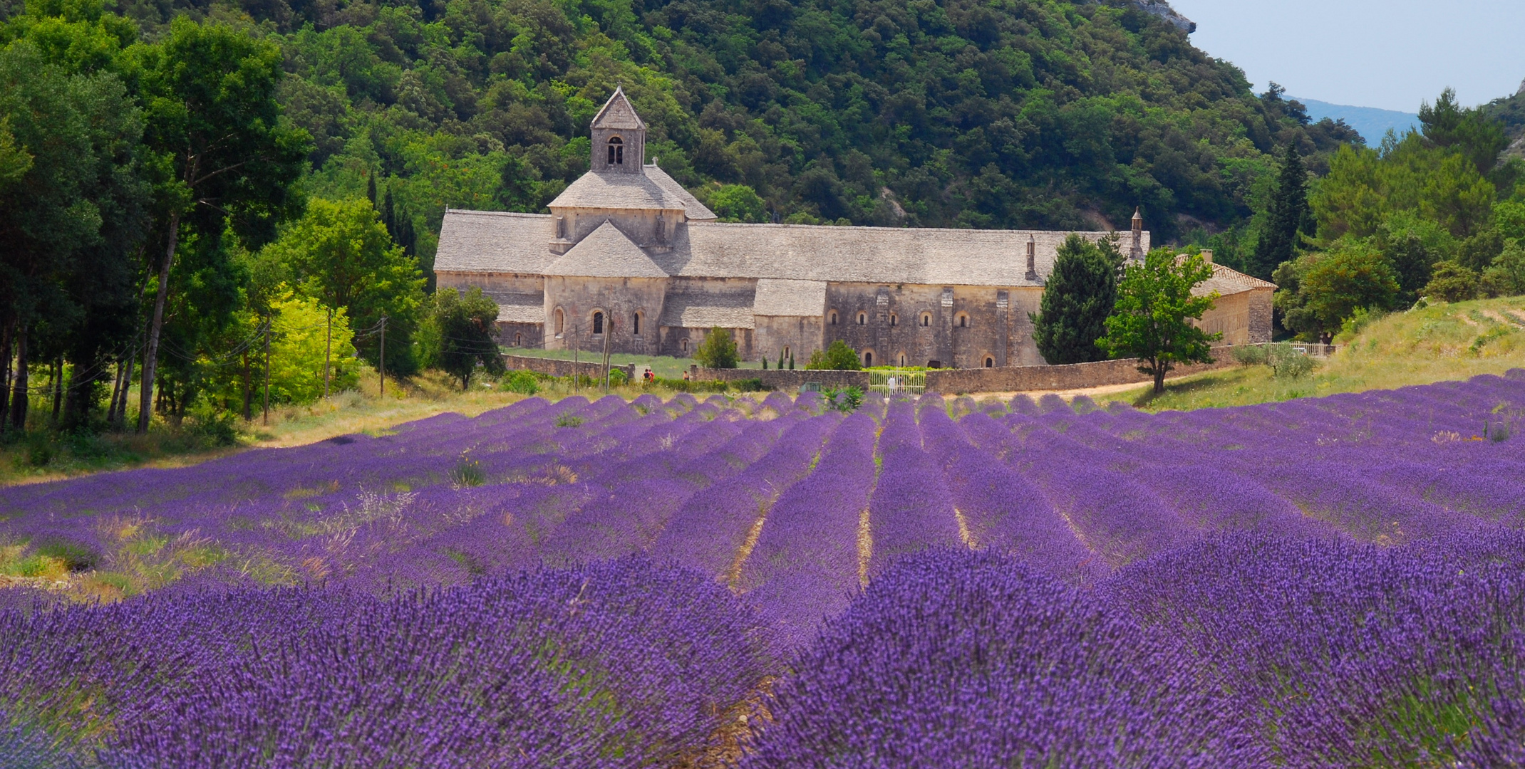 Lavendel