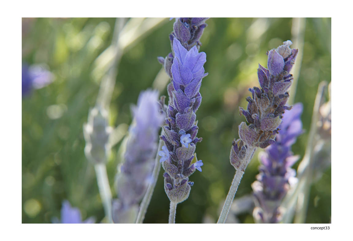 Lavendel