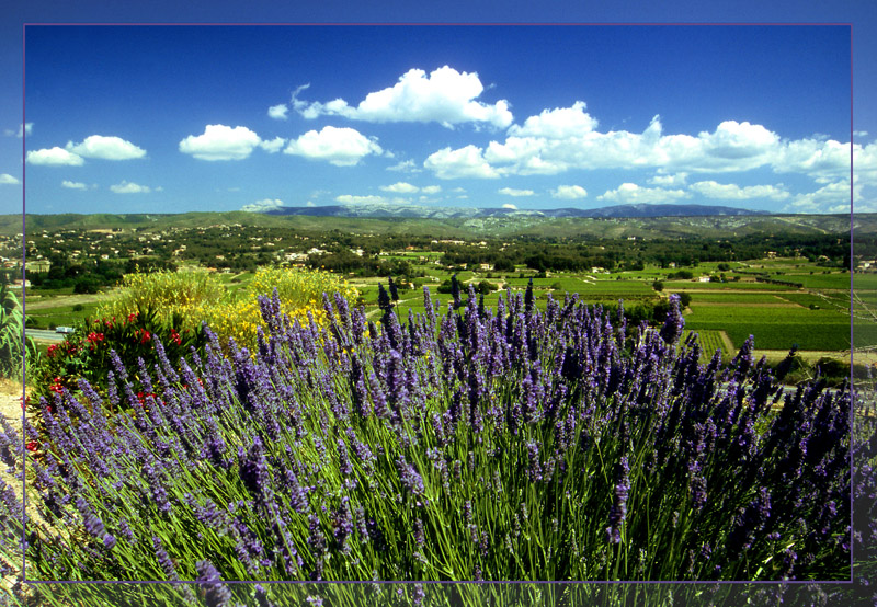 "Lavendel"