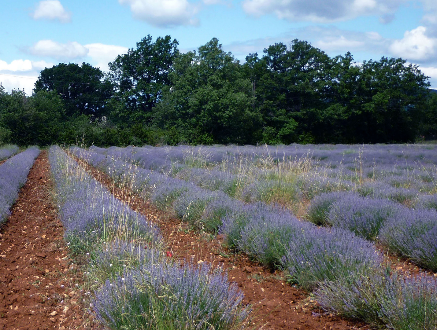 Lavendel