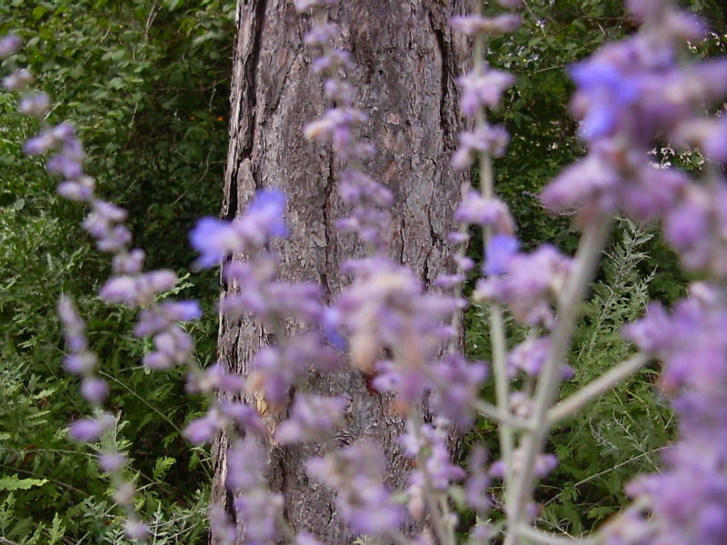 Lavendel