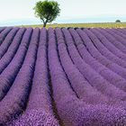 Lavendel-Baum