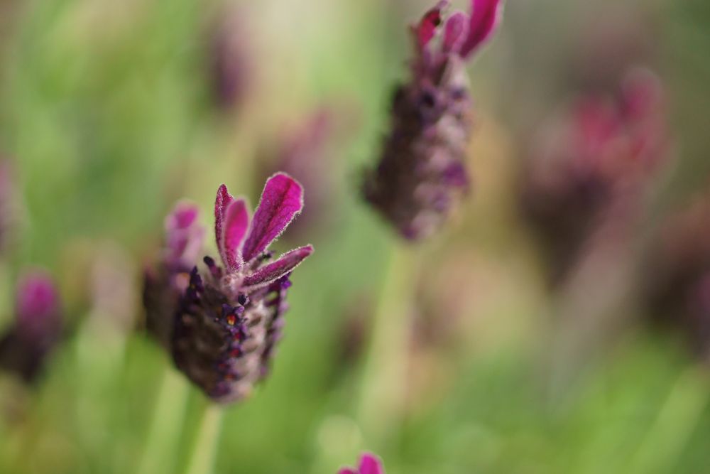 Lavendel...