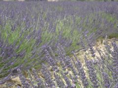 Lavendel