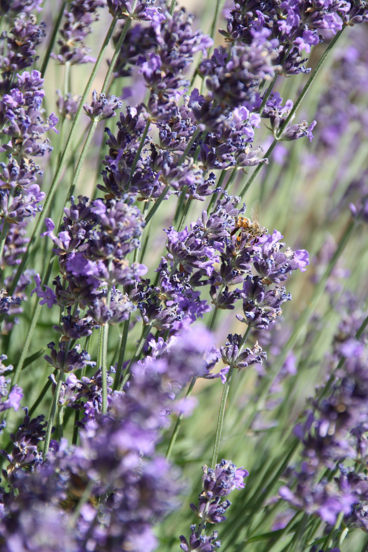 Lavendel