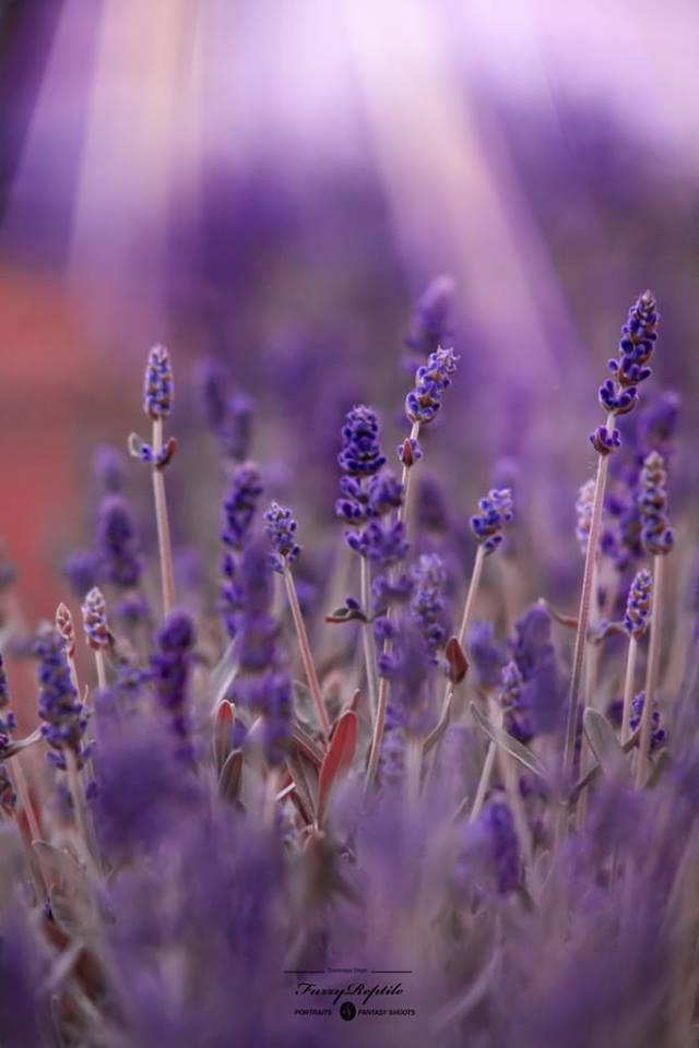 lavendel