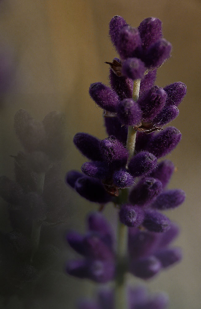 Lavendel