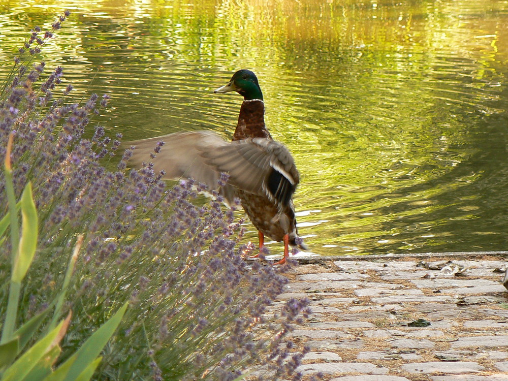 Lavendel beflügelt