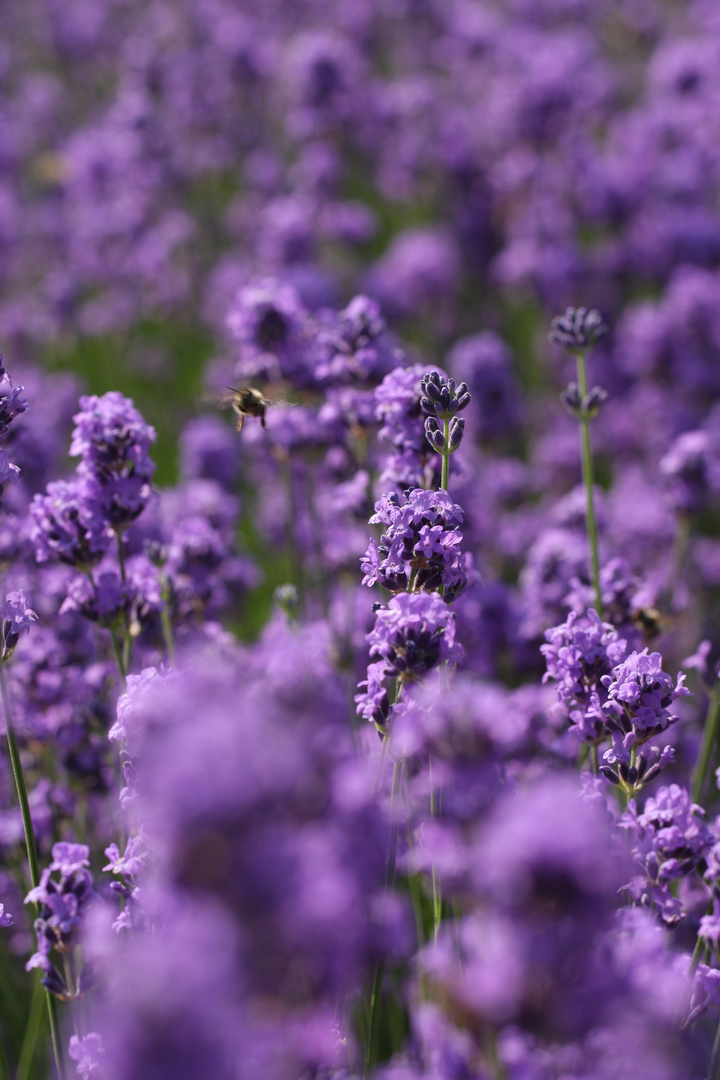 Lavendel bei 32° C