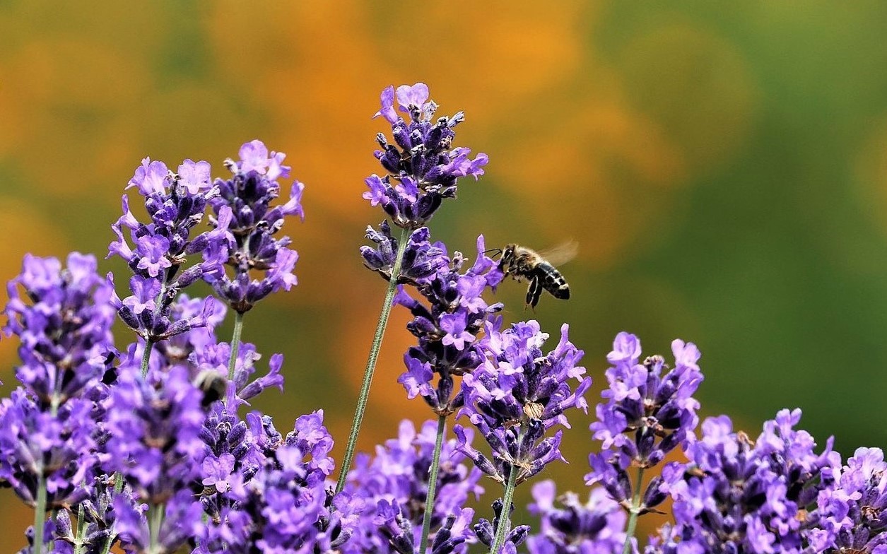 Lavendel, bei Bienen immer sehr beliebt