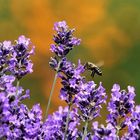 Lavendel, bei Bienen immer sehr beliebt