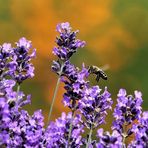 Lavendel, bei Bienen immer sehr beliebt