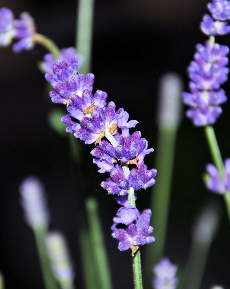 Lavendel bei Nacht