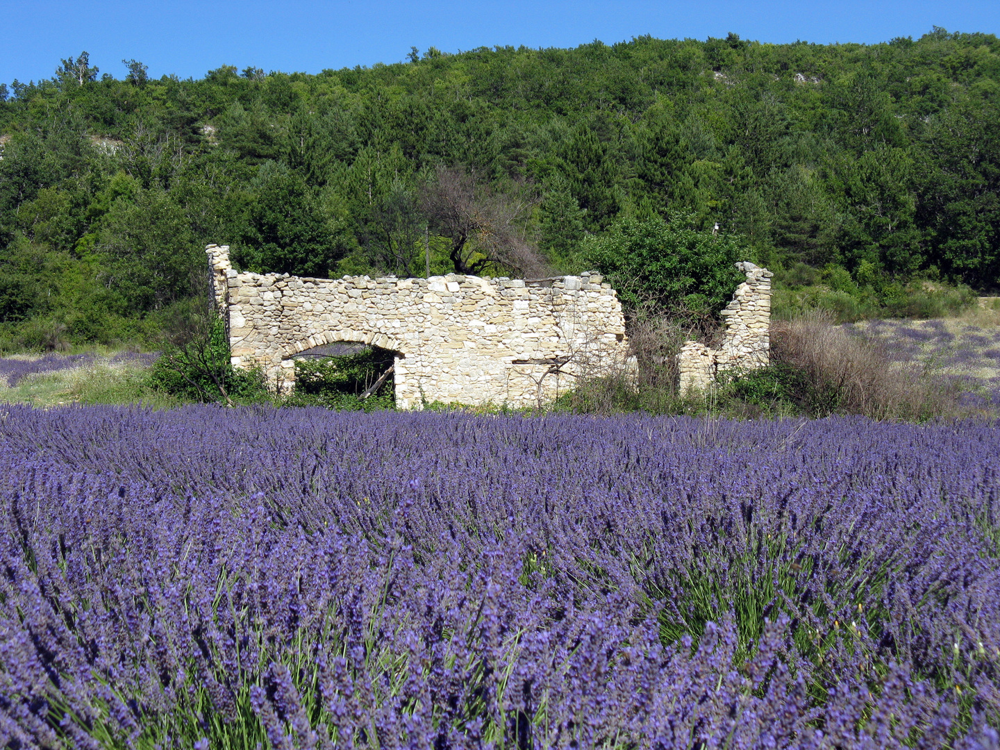 Lavendel bei Sault,Provence