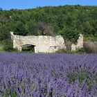 Lavendel bei Sault,Provence