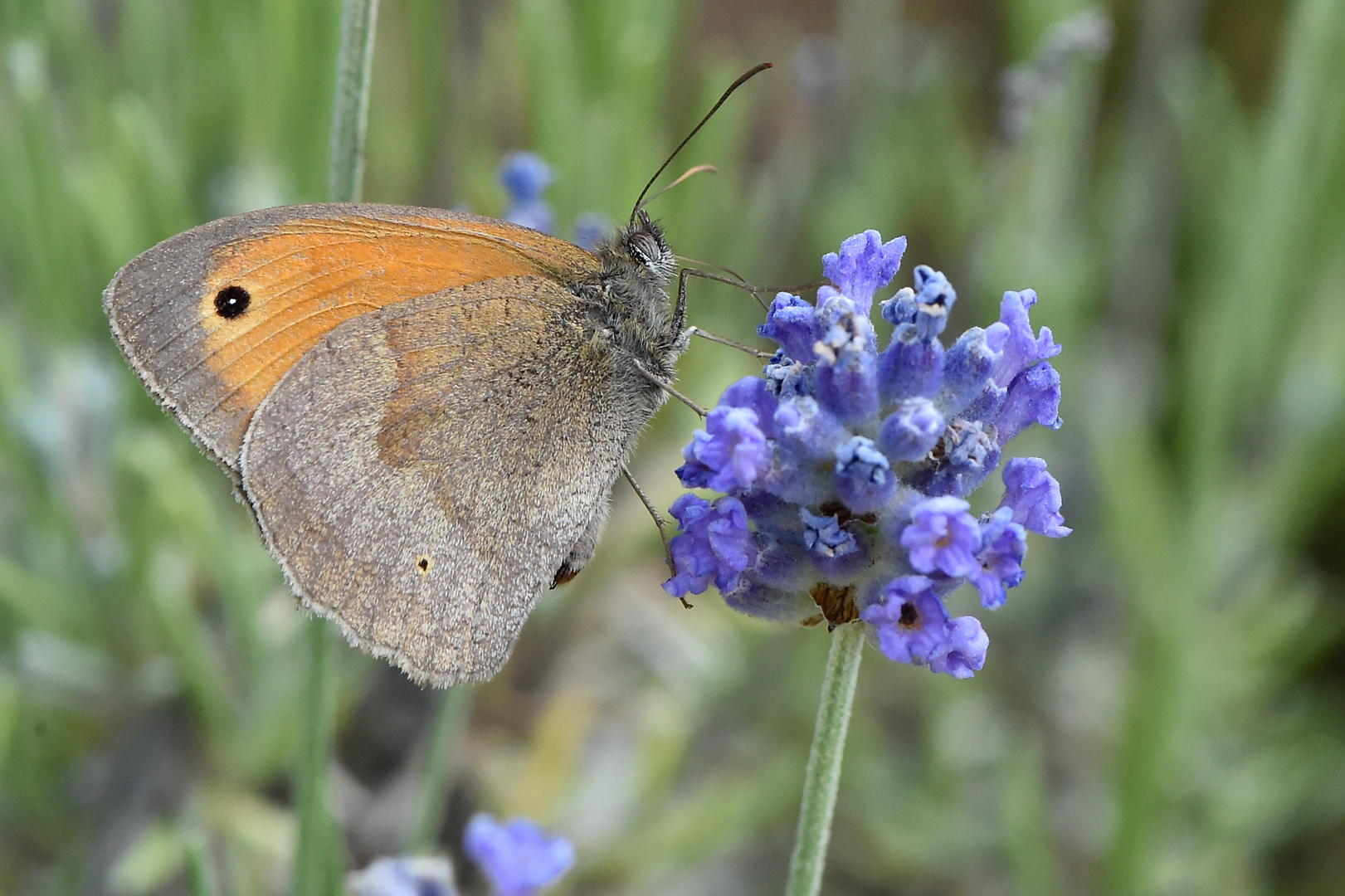 Lavendel beruhigt auch ihn