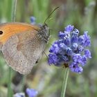 Lavendel beruhigt auch ihn