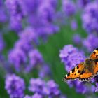 Lavendel-Besucher