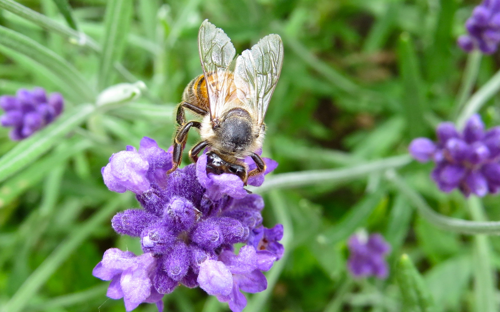 Lavendel-Bienchen