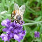 Lavendel-Bienchen