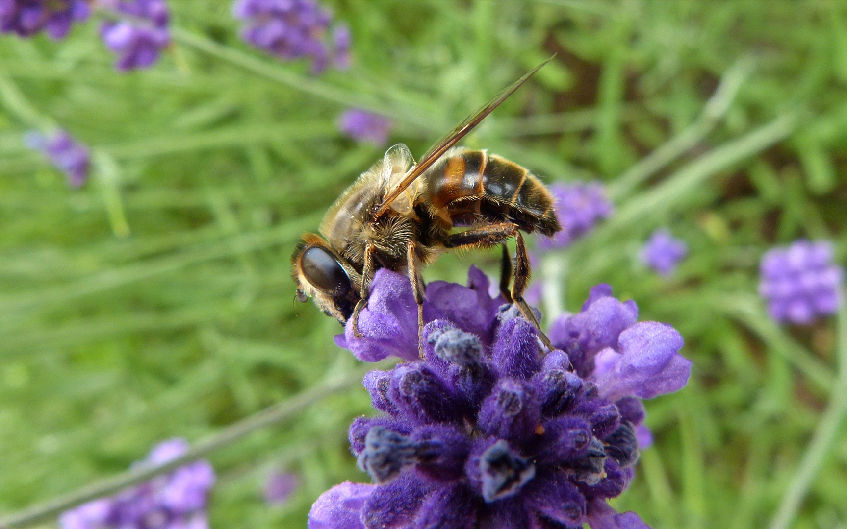 Lavendel-Bienchen die 2te