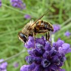 Lavendel-Bienchen die 2te