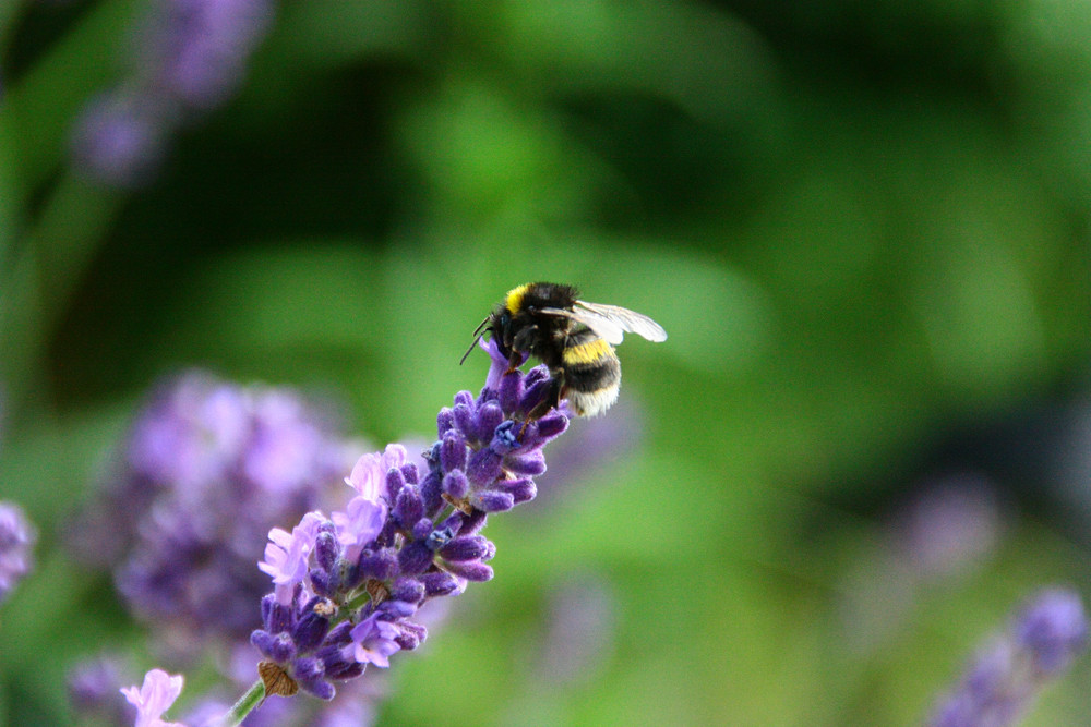 Lavendel Biene*