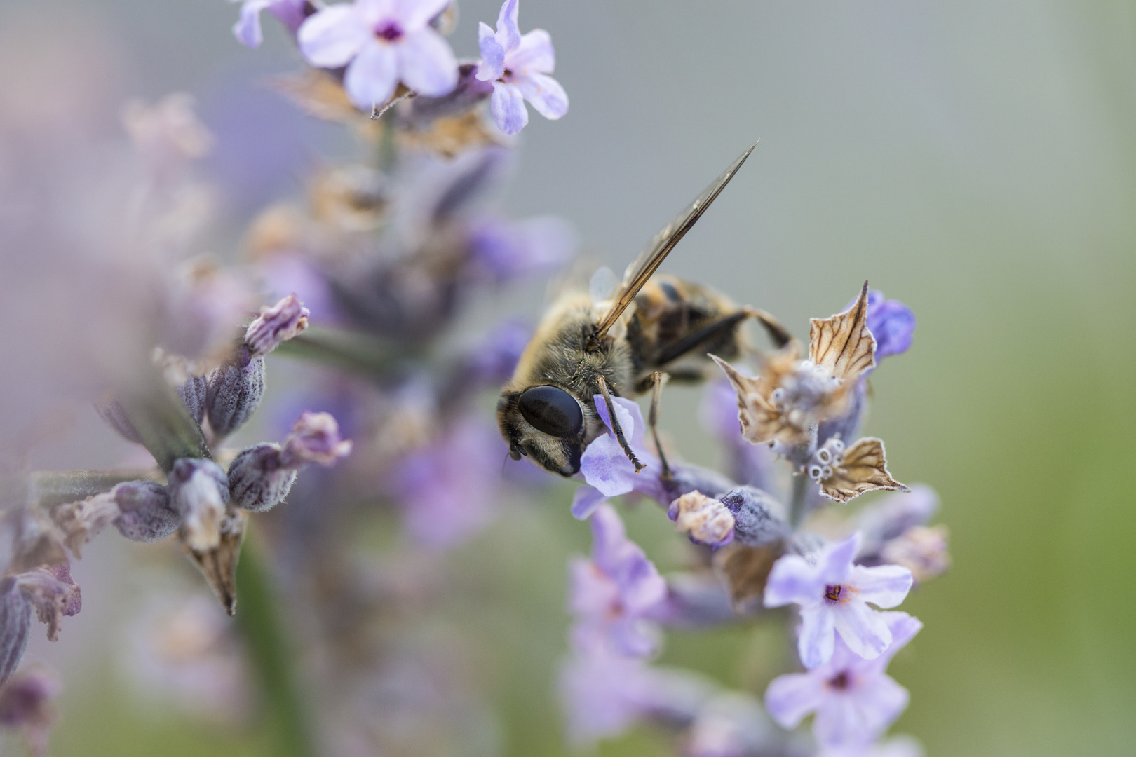 Lavendel-Biene