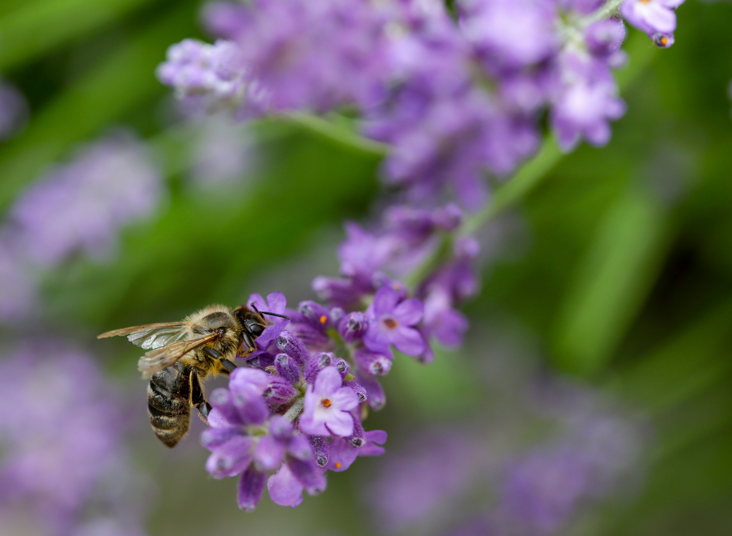 Lavendel + Biene