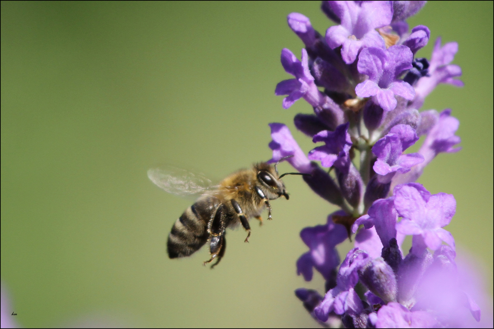 Lavendel & Biene