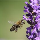 Lavendel & Biene