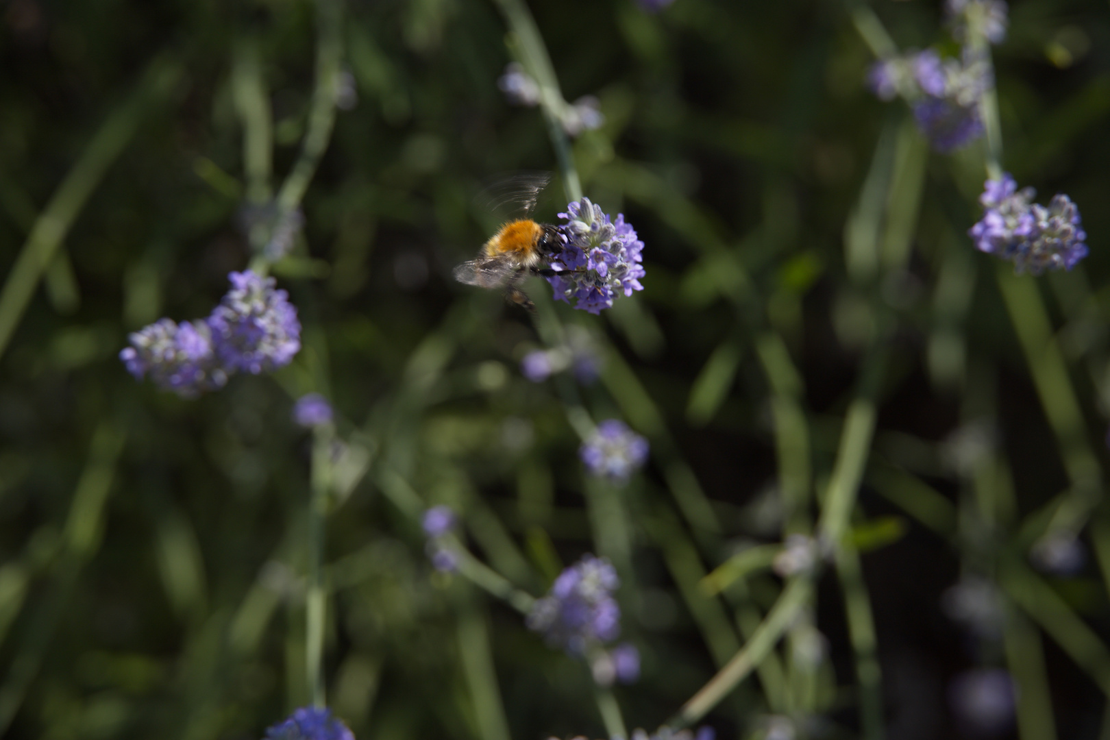 Lavendel-Biene