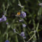 Lavendel-Biene