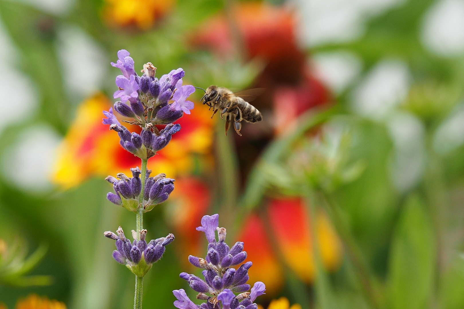Lavendel, Biene und Sommerfarben