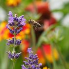 Lavendel, Biene und Sommerfarben