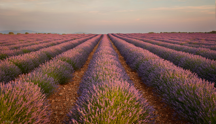 Lavendel bis zum Horizont ...